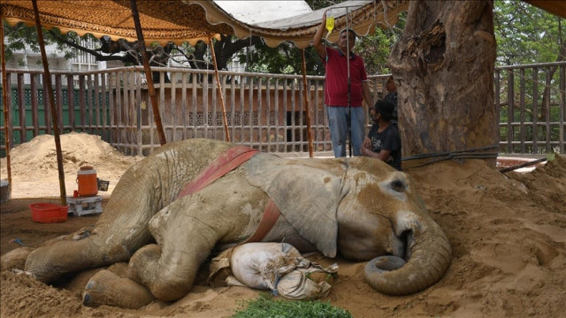 ailing elephant noor jehan passes away at karachi zoo ailing elephant noor jehan passes away at karachi zoo