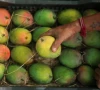 a migrant worker holds an alphonso mango from a crate at a shop in devgad india may 15 2026 reuters