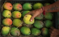 india s prized alphonso mango crop ruined by weather