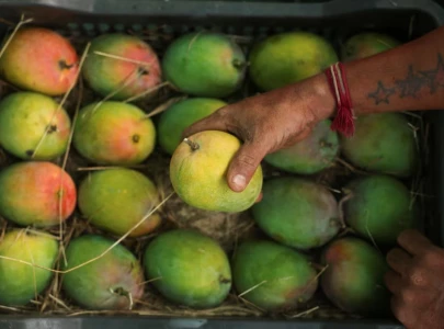 india s prized alphonso mango crop ruined by weather india s prized alphonso mango crop ruined by weather