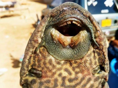 amazon sailfin catfish found in sindh waters experts warn of invasive spread amazon sailfin catfish found in sindh waters experts warn of invasive spread