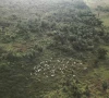 an aerial view shows cattle walking on a tract of the amazon rainforest that has been cleared by loggers and farmers near the virola jatoba sustainable development project pds in anapu para state brazil september 5 2019 reuters