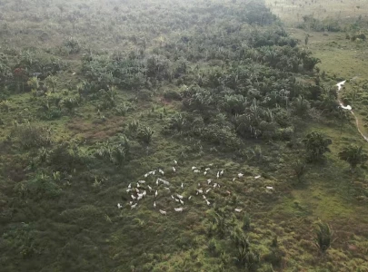 how china s evolving consumer habits may protect the amazon rainforest