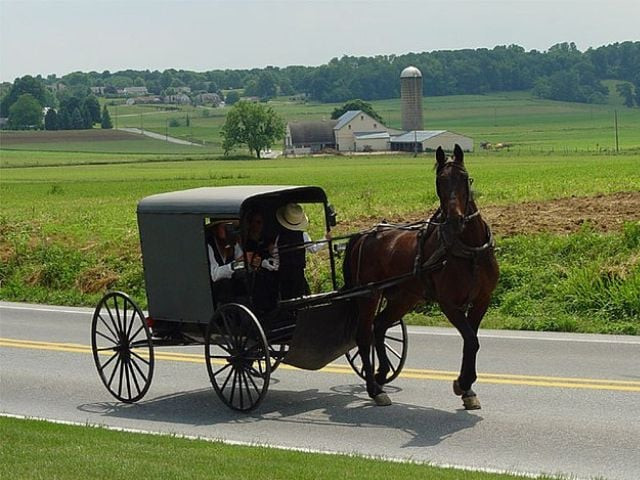 amish voter turnout fuels trump s victory in pennsylvania amidst raw milk raid outrage