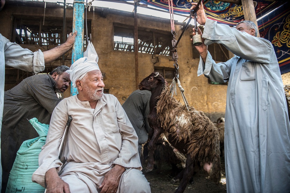 A trader weighs a sheep in Cairo, Egypt on August 16, 2018, ahead of Eidul Azha. PHOTO:AFP