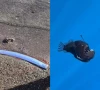 rare deep sea creatures washing ashore warning sign the internet reacts rare deep sea creatures washing ashore warning sign the internet reacts