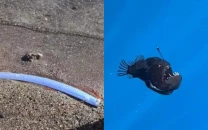 rare deep sea creatures washing ashore warning sign the internet reacts