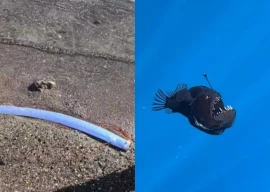rare deep sea creatures washing ashore warning sign the internet reacts rare deep sea creatures washing ashore warning sign the internet reacts