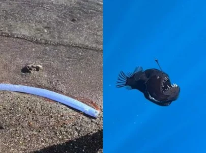 rare deep sea creatures washing ashore warning sign the internet reacts