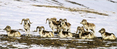 khunjerab national park a failed project