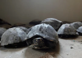 caged for profit pakistan s underground animal trade