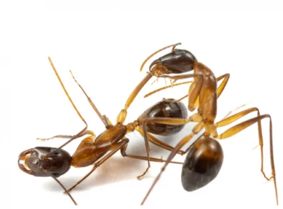 ants save injured fellows by performing limb amputations ants save injured fellows by performing limb amputations