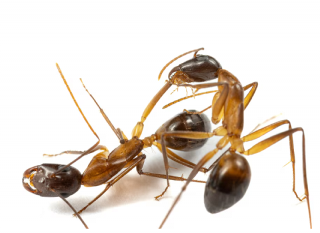 two carpenter ants camponotus fellah are seen in this undated photograph in a laboratory at the university of lausanne in switzerland the ant on the right is licking the wounds on an injured leg of the other ant photo reuters two carpenter ants camponotus fellah are seen in this undated photograph in a laboratory at the university of lausanne in switzerland the ant on the right is licking the wounds on an injured leg of the other ant photo reuters