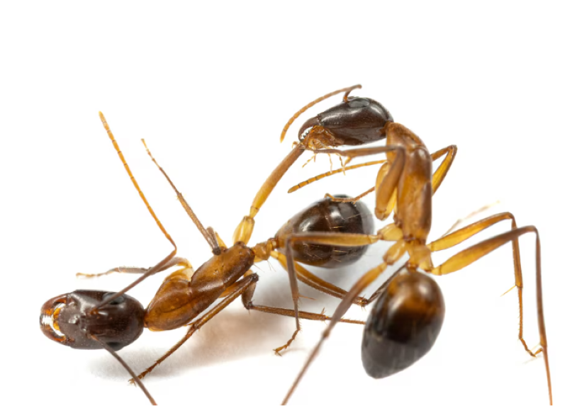 two carpenter ants camponotus fellah are seen in this undated photograph in a laboratory at the university of lausanne in switzerland the ant on the right is licking the wounds on an injured leg of the other ant photo reuters