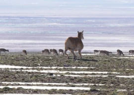 china uses 5g ai robot antelope for wildlife monitoring china uses 5g ai robot antelope for wildlife monitoring