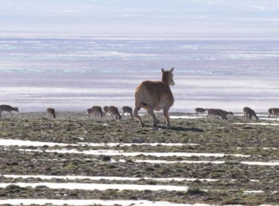china uses 5g ai robot antelope for wildlife monitoring china uses 5g ai robot antelope for wildlife monitoring