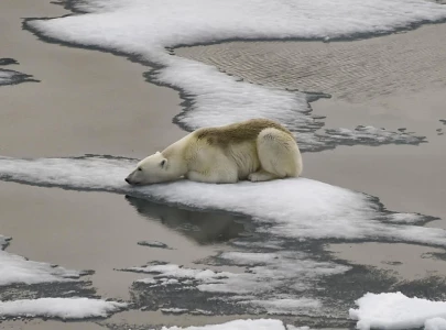 arctic sea ice hits lowest peak says us agency arctic sea ice hits lowest peak says us agency