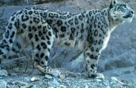 photo snow leopard trust photo snow leopard trust