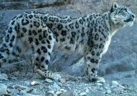 snow leopard spotted in munoor valley chitral