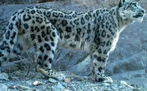 international snow leopard day renewed resolve to protect pakistan s 155 endangered mountain cats international snow leopard day renewed resolve to protect pakistan s 155 endangered mountain cats