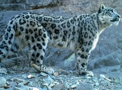 international snow leopard day renewed resolve to protect pakistan s 155 endangered mountain cats international snow leopard day renewed resolve to protect pakistan s 155 endangered mountain cats