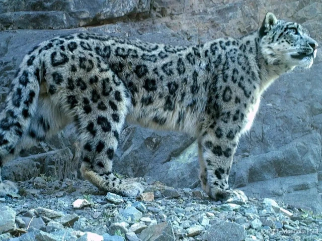 photo snow leopard trust photo snow leopard trust