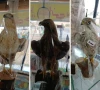stuffed falcons and eagles sold on motorways alarm conservationists