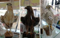 stuffed falcons and eagles sold on motorways alarm conservationists