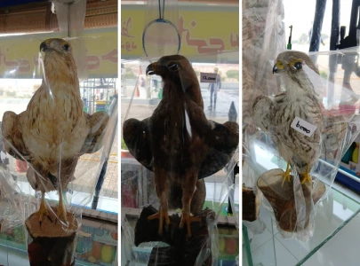 stuffed falcons and eagles sold on motorways alarm conservationists