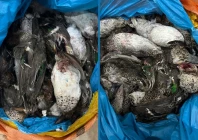 punjab wildlife seizes 7 702 dead birds in khanewal smuggling bust
