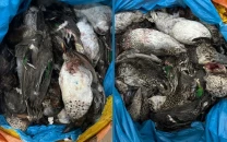 punjab wildlife seizes 7 702 dead birds in khanewal smuggling bust punjab wildlife seizes 7 702 dead birds in khanewal smuggling bust