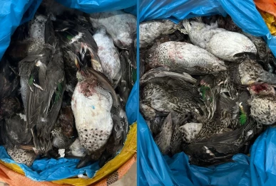 punjab wildlife seizes 7 702 dead birds in khanewal smuggling bust
