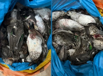 punjab wildlife seizes 7 702 dead birds in khanewal smuggling bust punjab wildlife seizes 7 702 dead birds in khanewal smuggling bust