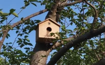 artificial nest boxes offer safe havens for birds in islamabad artificial nest boxes offer safe havens for birds in islamabad