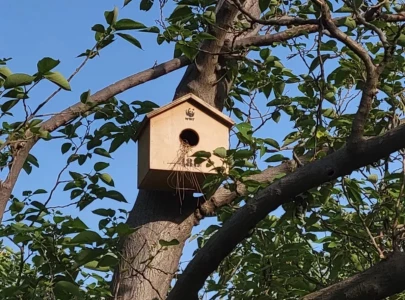 artificial nest boxes offer safe havens for birds in islamabad artificial nest boxes offer safe havens for birds in islamabad