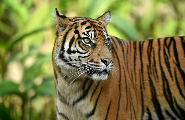Endangered wild tigers. PHOTO: AFP