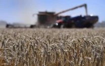 sargodha exceeds wheat sowing target for current season sargodha exceeds wheat sowing target for current season