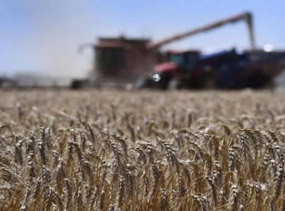 sargodha exceeds wheat sowing target for current season sargodha exceeds wheat sowing target for current season