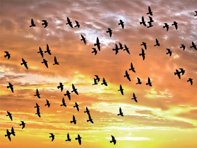 border residents flock to see seasonal visitors