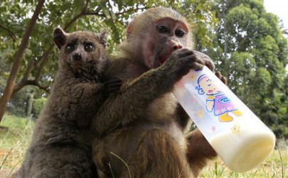 baboon adopts bush baby