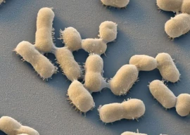 antimicrobial resistance termed a health crisis