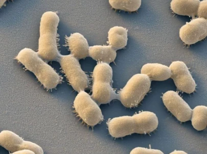 infections spread as k p gripped by cold infections spread as k p gripped by cold