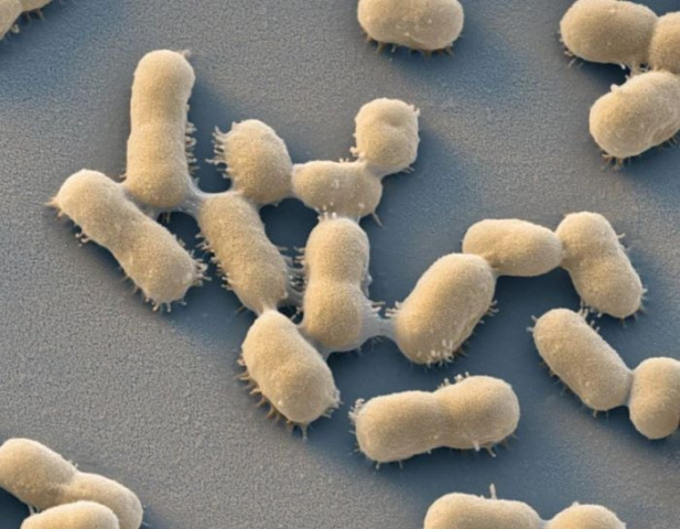 cold snap unleashes bacterial outbreak cold snap unleashes bacterial outbreak