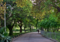 trees declared key to air purification