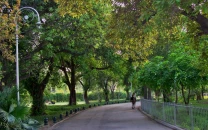 trees declared key to air purification trees declared key to air purification