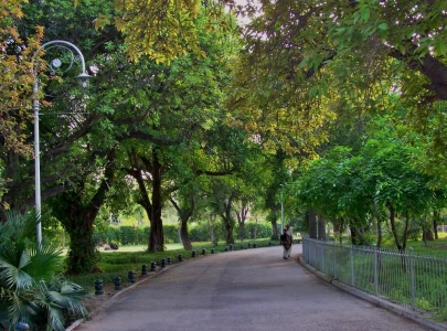 trees declared key to air purification