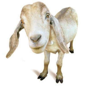 bakra eid not just another liberal rant