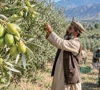 balochistan leads olive tree plantation drive