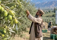 balochistan leads olive tree plantation drive balochistan leads olive tree plantation drive