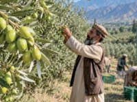 balochistan leads olive tree plantation drive